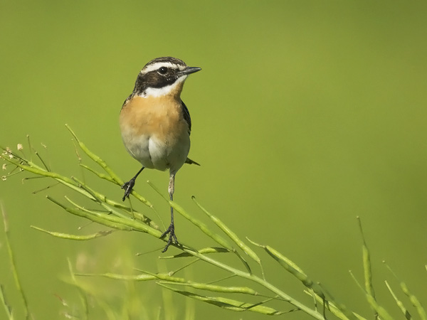 Pensastasku, Whinchat, Saxicola rubetra